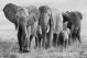 Glasschilderij kudde olifanten | Ter Halle | 518